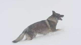 Maître-chien d'avalanche - Alerte avalanche à Châtel