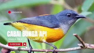 SUARA PIKAT BURUNG CABAI BUNGA API