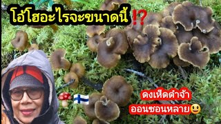 ดงเห็ด 🍄🇫🇮 ออนซอนเห็ดป่านี้มาเด้อจ้าเก็บนำกัน เห็ดเยอะมากๆซาร้าบไปเลยจ้า เก็บเห็ด Ep.42/22