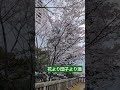 花より団子より酒 飯テロ food 桜 花見 ワンカップ