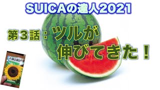 SUICAの達人2021【プランターでスイカが作れる！家庭菜園】（第３話）大雨に耐えて、ようやくツルが伸びてきた。  ６/ 5