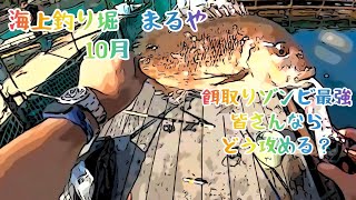 海上釣り堀まるや　10月　餌とりゾンビ最強　皆さんならどう攻める？