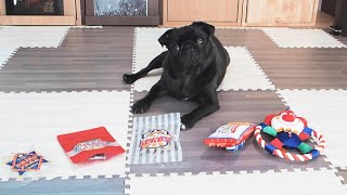 伏せたままおやつを選ぶ横着な黒パグなる。Naru, a black pug, is choosing a treat while lying down.【DoggyBox】