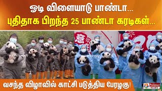 ஓடி விளையாடு பாண்டா...புதிதாக பிறந்த 25 பாண்டா கரடிகள்... வசந்த விழாவில் காட்சி படுத்திய பேரழகு!