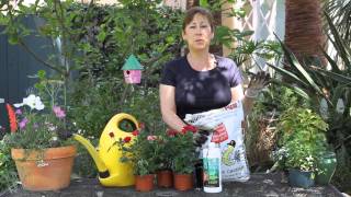 How to Feed Roses Naturally : Garden Space