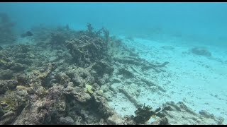 546 Tobago Cays plongé sur la barrière de corail dévasté par l'ouragan Beryl de juin 2024