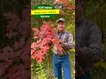 RED OAK | Quercus rubra | Fall Color Highlights #shorts