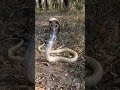 indian spectacled cobra venomous snake catcher maaz sayed sirsi