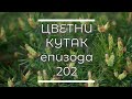 Cvetni kutak ep. 202 21.09.2023. Kalmia latifolia, Pinus mugo, Delija Prošić, Krupajsko vrelo