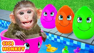 Monkey CiCi swimming at Ball Pit Pool with Ducklings and harvest watermelons | CICI MONKEY CHANNEL