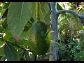 Did I Add More Avocado Trees to my Avocado Grove?