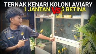 Begini caranya TERNAK KENARI KOLONI DI AVIARY ternyata lebih mudah dan cepat