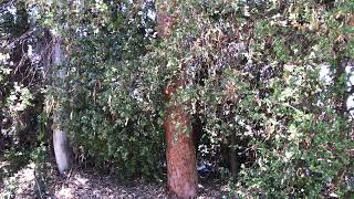 Angophora costata (Sydney Red Gum)