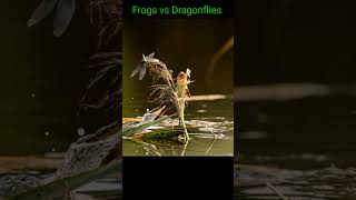 How Frogs catch Dragonflies #frogseating  #dragonflies