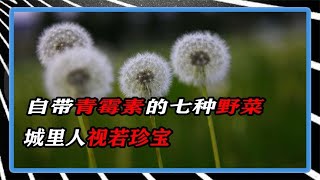 自带青霉素的七种野菜，城里人视若珍宝，你却拿它当杂草！