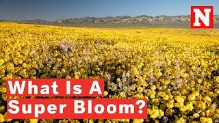 What Is A Super Bloom?