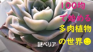 【多肉植物】100均で始める多肉植物の世界😊