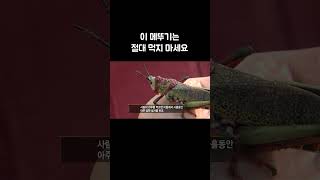 '통통하다고 먹었다간 혼쭐납니다' 절대 먹으면 안되는 아프리카 메뚜기 #Shorts