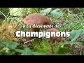 Les champignons comestibles