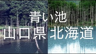 山口県にある「青い池」？？一の俣桜公園