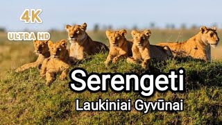 Serengeti 4K – vaizdingas laukinės gamtos filmas su muzika/ The Serengeti Scenic Wildlife Film With