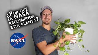 ¿POR QUÉ  LA NASA RECOMIENDA ESTA PLANTA? Plantas de interior | Cuidados potus