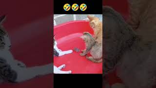 ઉંદરભાઈ બિલાડી માસી ના ઝાડ માં ફસાણા#short funny video# cat funny video