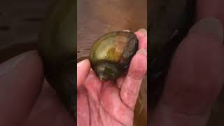 Snail close his mouth #short