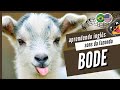 🐐 SOM DO BODE | BODE EM INGLÊS :: ANIMAIS DA FAZENDA DO AMIGO BICHO