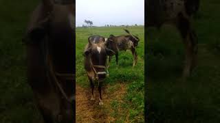 Ombalachery cow, SKRN Farms, cow dung, panchakavya lamp, agnikothram, Cow Manure