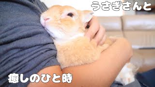 抱っこされてふにゃふにゃになってしまううさぎさん【No.71】She loves to be petted