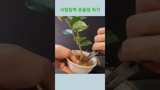 내마음의 정원-서향동백 분올림#미니화분#실패로배운다#서향동백키우기