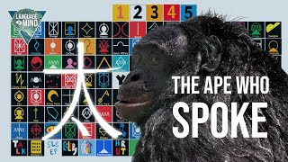 Kanzi - The smartest ape that ever lived