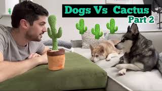 Funny Mini Huskies React To Talking Cactus Toy - Part 2