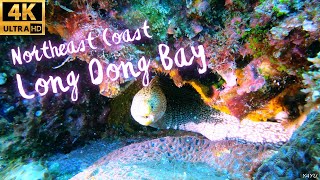 Scuba Diving in Taiwan - (2) Northeast Coast - Long Dong Bay (台灣東北角龍洞灣 - 可愛醜萌生物大集合)