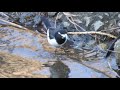 とことこセグロセキレイjapanese wagtail（背黒鶺鴒、学名：motacilla grandis）スズメ目セキレイ科　dscn8900