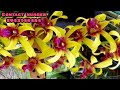 dendrobium orchid variety combo pack online sale all over india dhanyaorchids