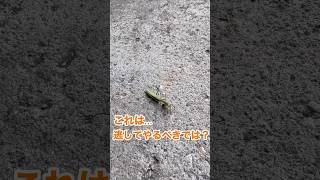 火が消えようとしている #昆虫 #bug #カマキリ #mantis #ショート #shorts