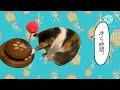 【※ネタバレ注意！】ねこあつめ【猫好き必見！】 宝物 猫