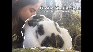 Große Kaninchenrassen🐰❤️/ @kaninchen_puschel