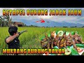 Dewa Ketapel Berulah!!! Berburu Burung Dipinggir Sawah | Mukbang Burung Bakar | Bird Slingshot