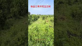 #苗木种植基地 #抖音助农 #金牌苗木人 #园林绿化 #苗木人