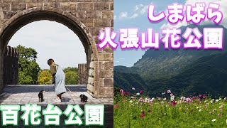 【ダックスVLOG】島原市百花台公園としまばら火張山花公園へコスモスを見に行きました