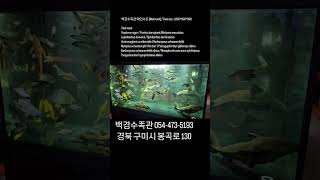 [구미백경수족관] 백경수족관 메인수조 [ Main tank ] [구미김천수족관][김천혁신도시수족관]