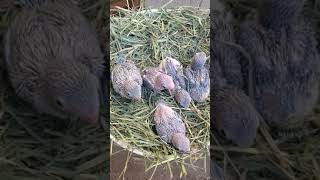 3.5 weeks old parrotlet