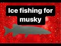 Ice fishing muskie, underwater video