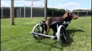 Special Needs Pets ad