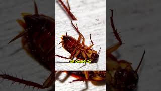 How Long Can a Cockroach Live Without Its Head?