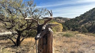 Still alive… Arizona coues deer hunt!