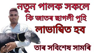 নতুনকৈ ছাগলী ফাৰ্ম এখন কেনেকৈ আৰম্ভ কৰিব? তাৰ ওপৰত এটি চমু আভাস....